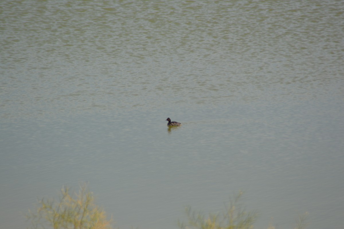 Eared Grebe - ML620276629