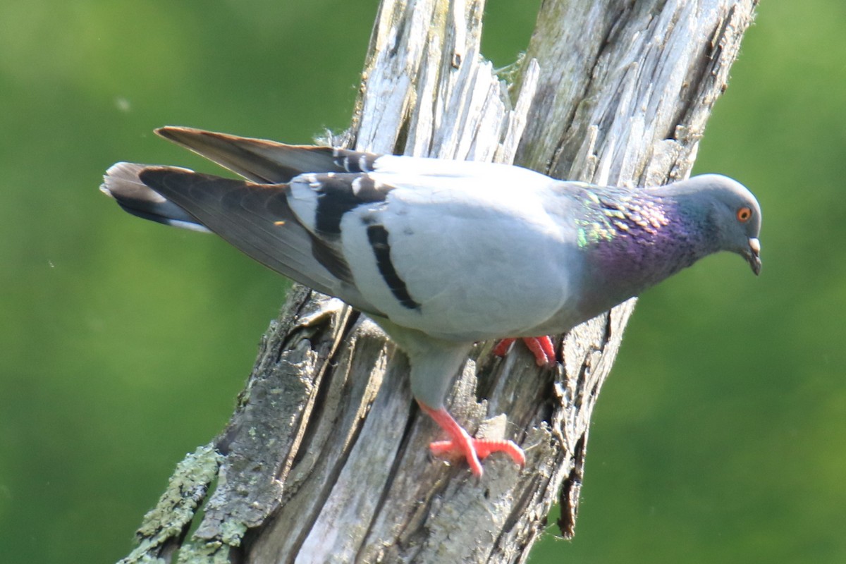 Rock Pigeon (Feral Pigeon) - ML620276634