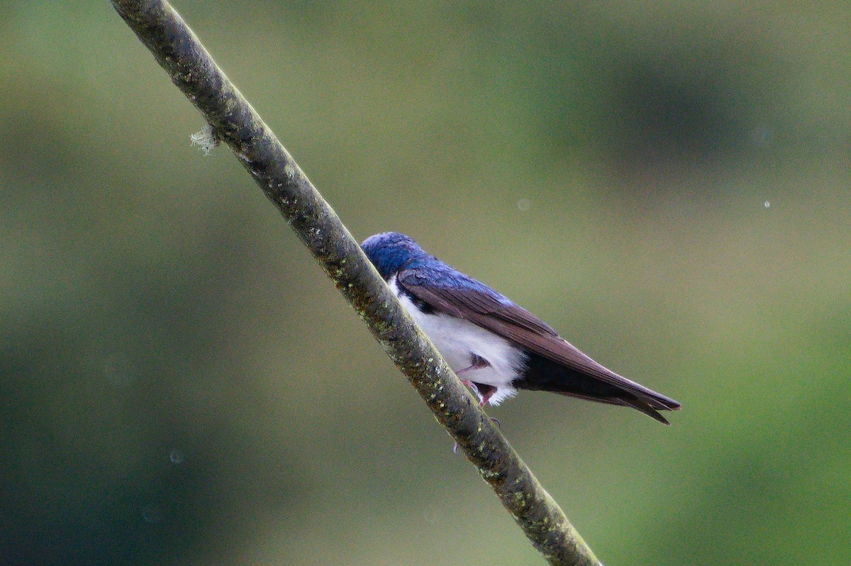 Blue-and-white Swallow (cyanoleuca) - ML620276656