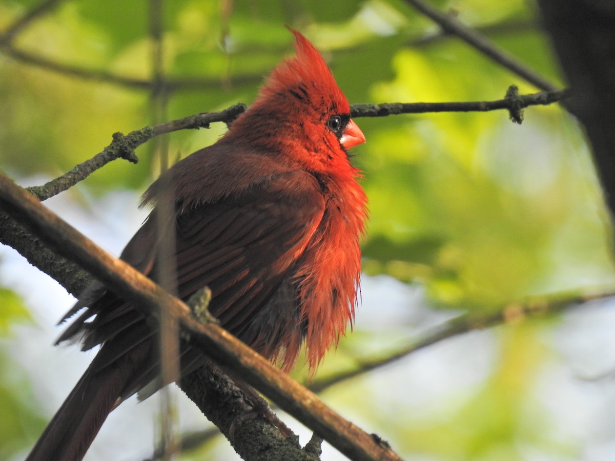 Northern Cardinal - ML620276661