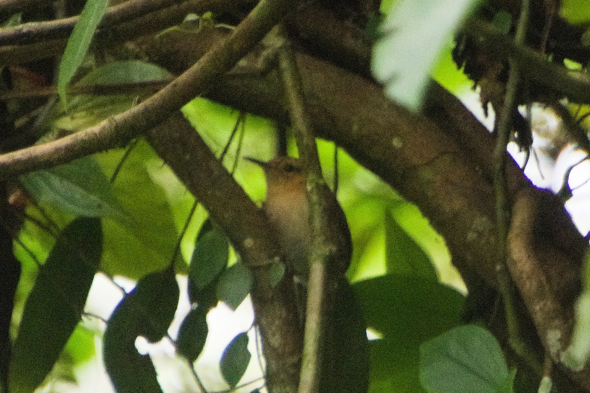 Mountain Wren - ML620276665