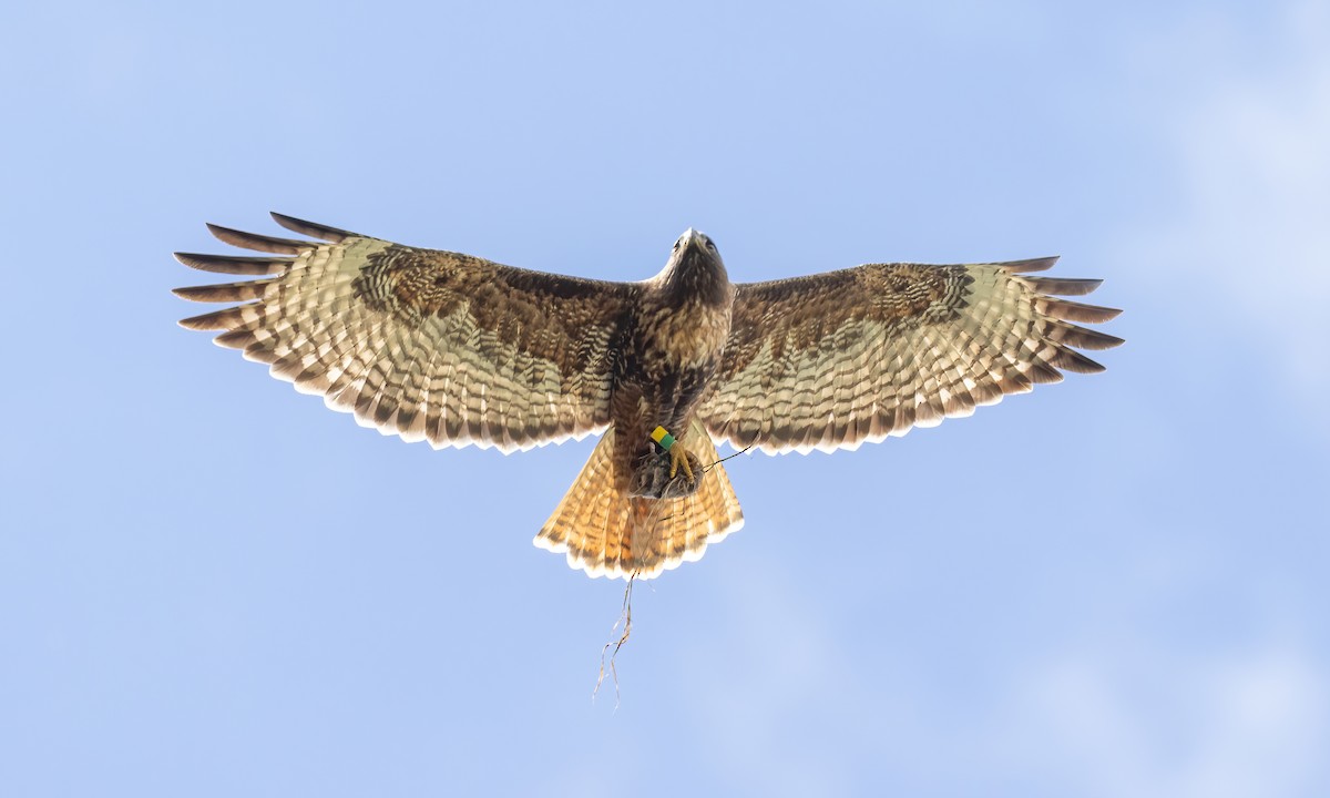 Red-tailed Hawk (calurus/alascensis) - ML620276674