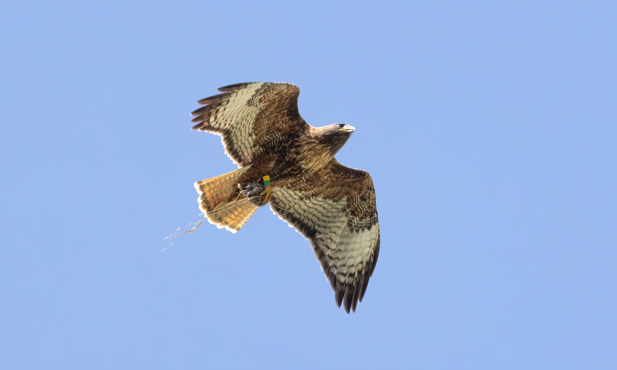 Rotschwanzbussard (calurus/alascensis) - ML620276675