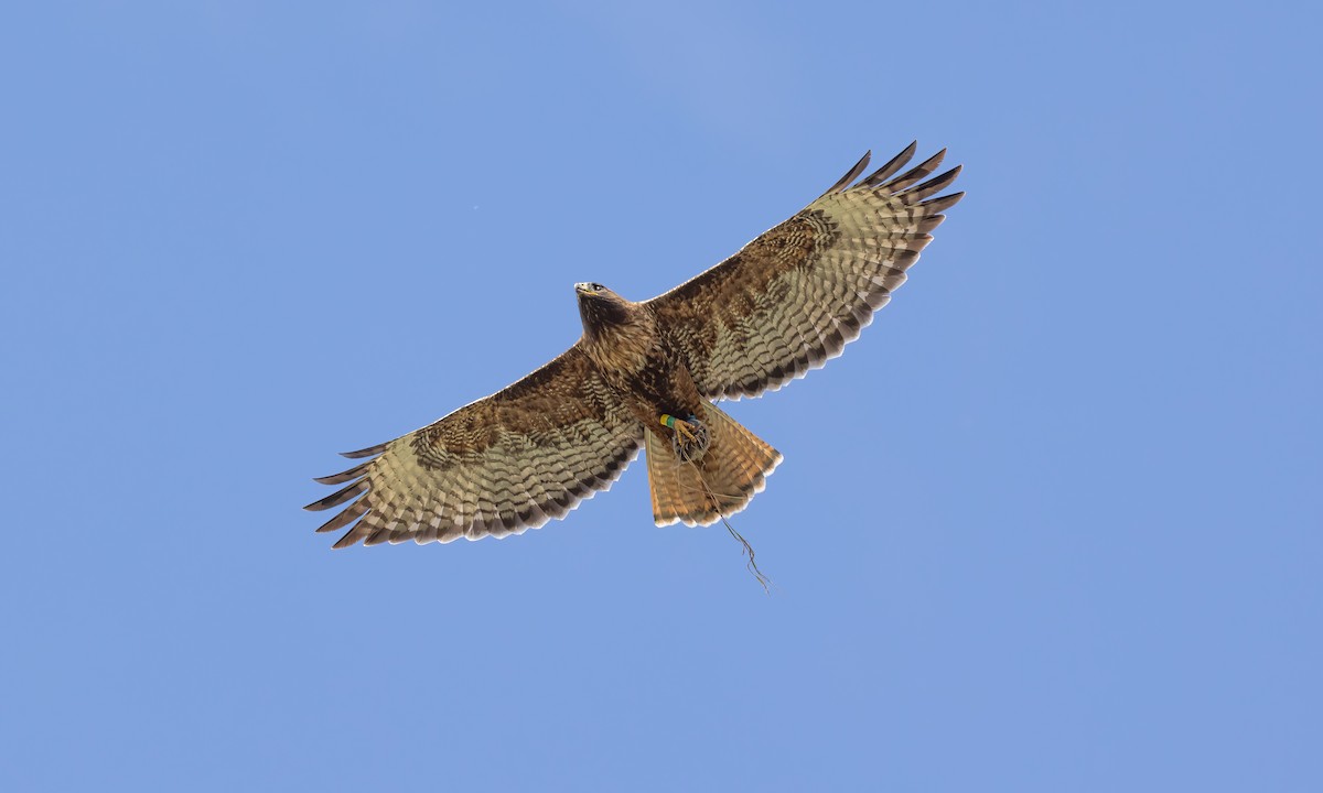Red-tailed Hawk (calurus/alascensis) - ML620276676