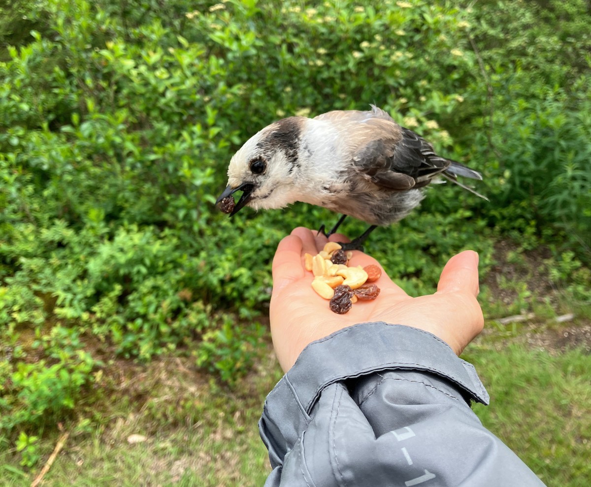 Canada Jay - ML620276677