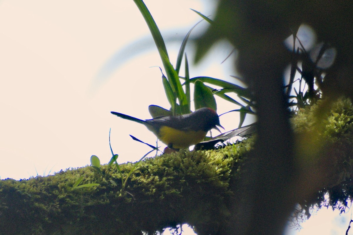 Slate-throated Redstart - Mike Ostrowski