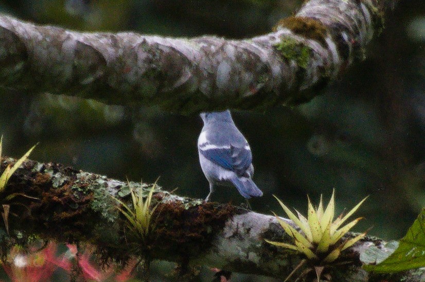 Blue-gray Tanager (White-edged) - ML620276686