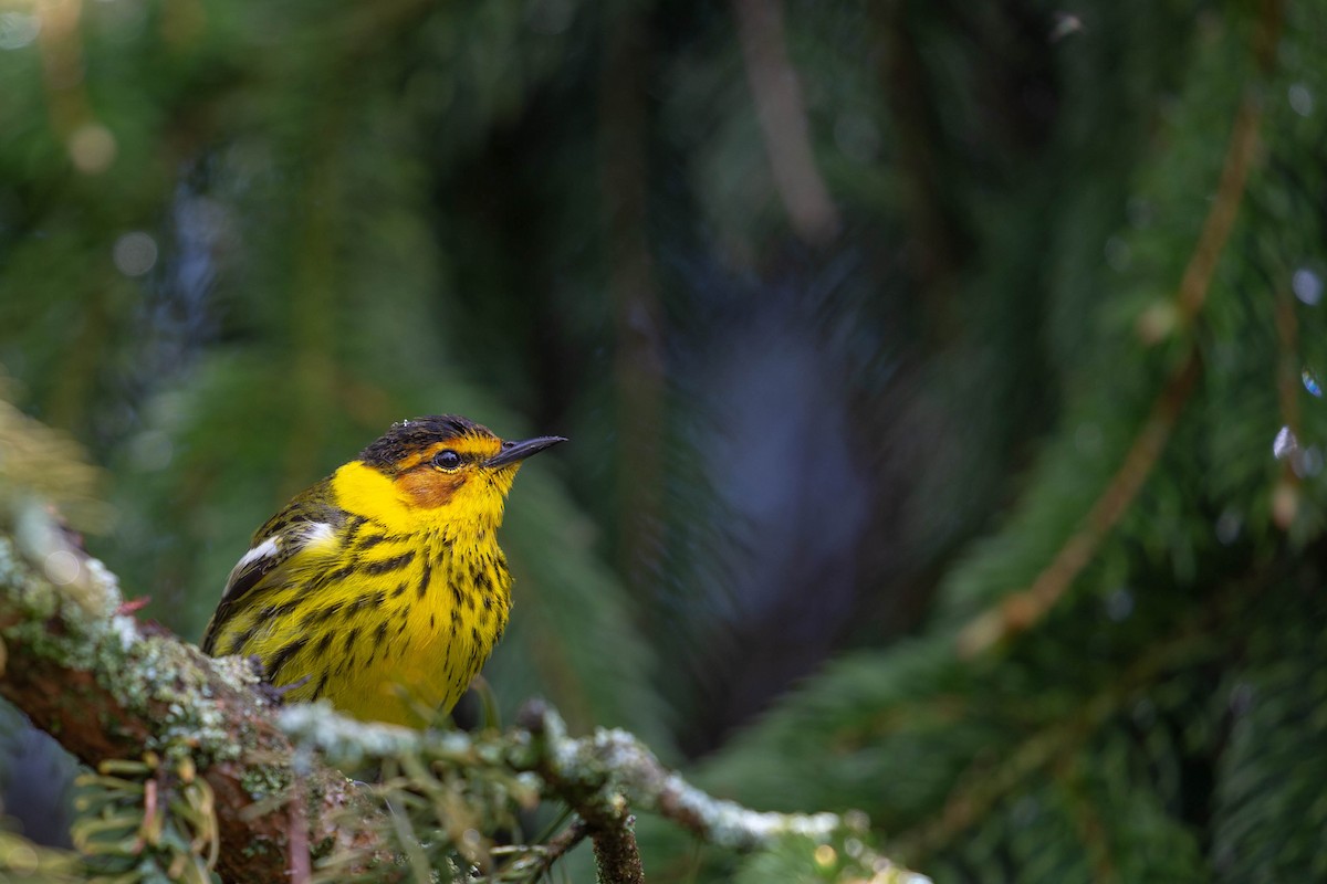 Cape May Warbler - ML620276695