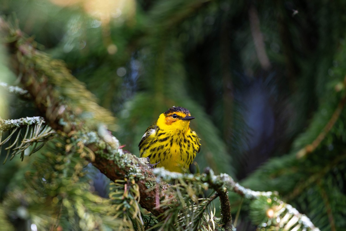 Cape May Warbler - ML620276696