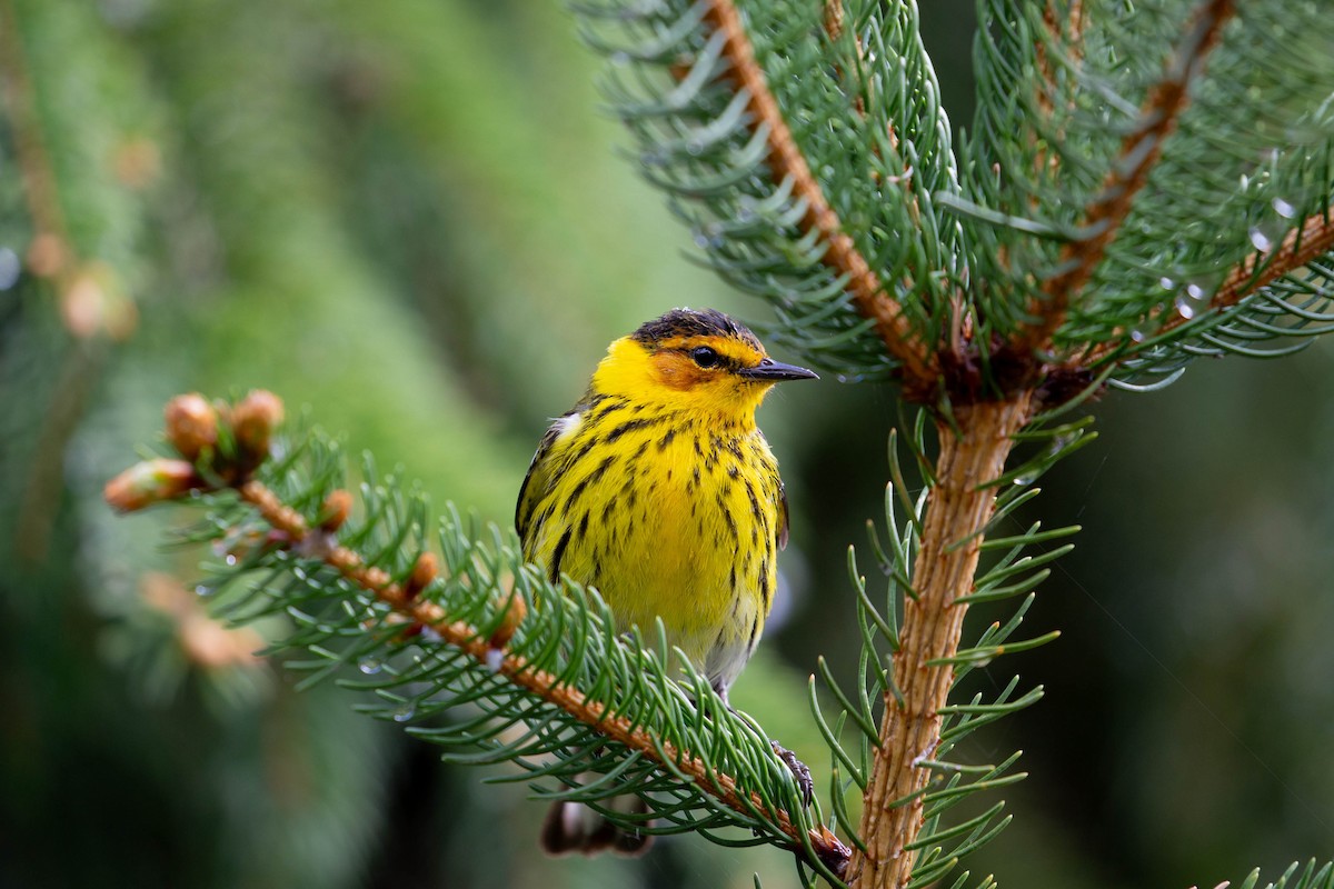 Cape May Warbler - ML620276697