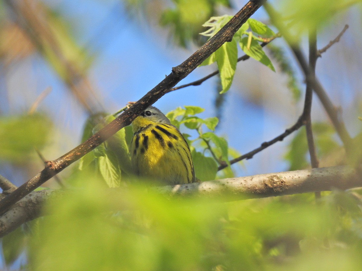 Magnolia Warbler - ML620276698