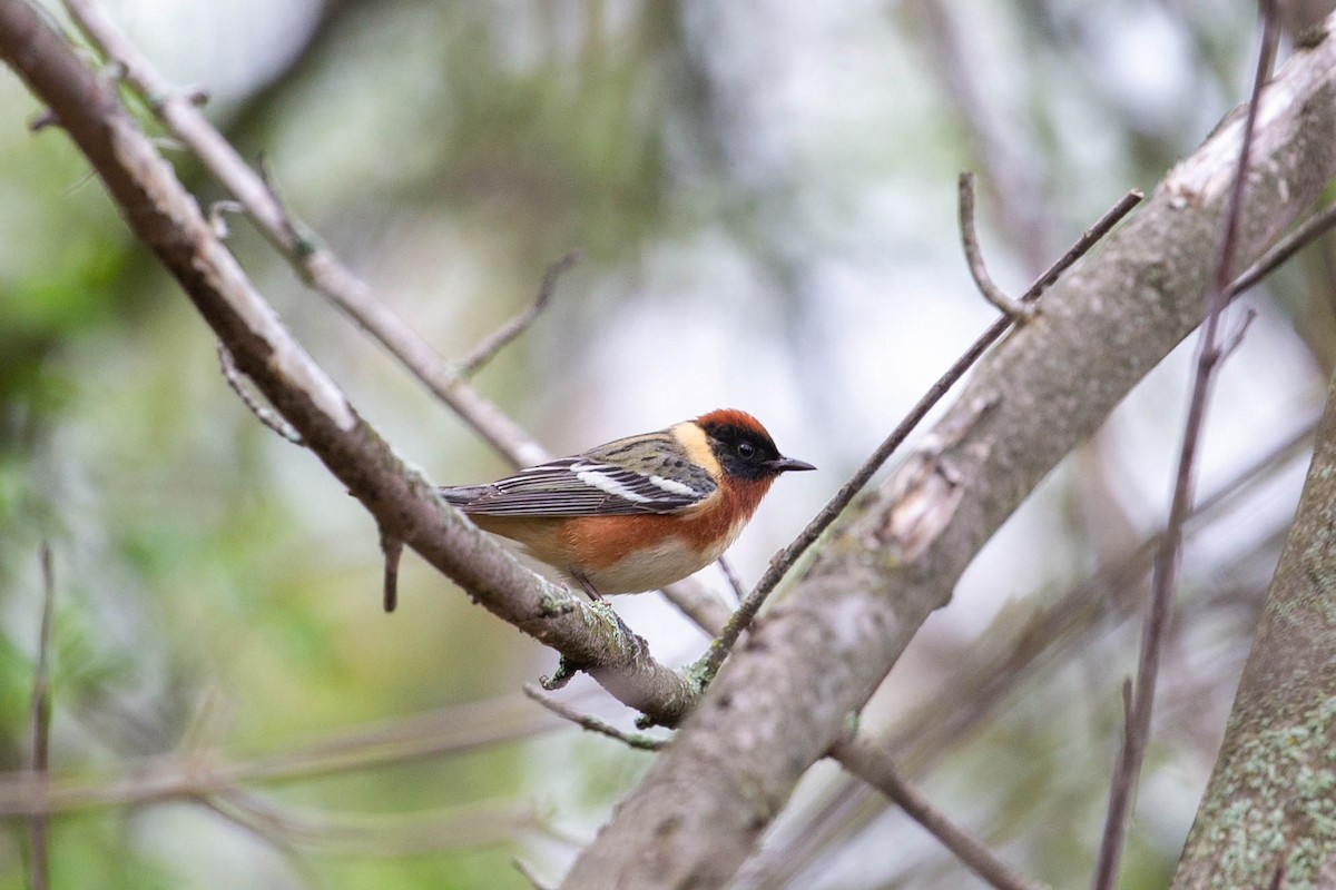 Bay-breasted Warbler - ML620276699