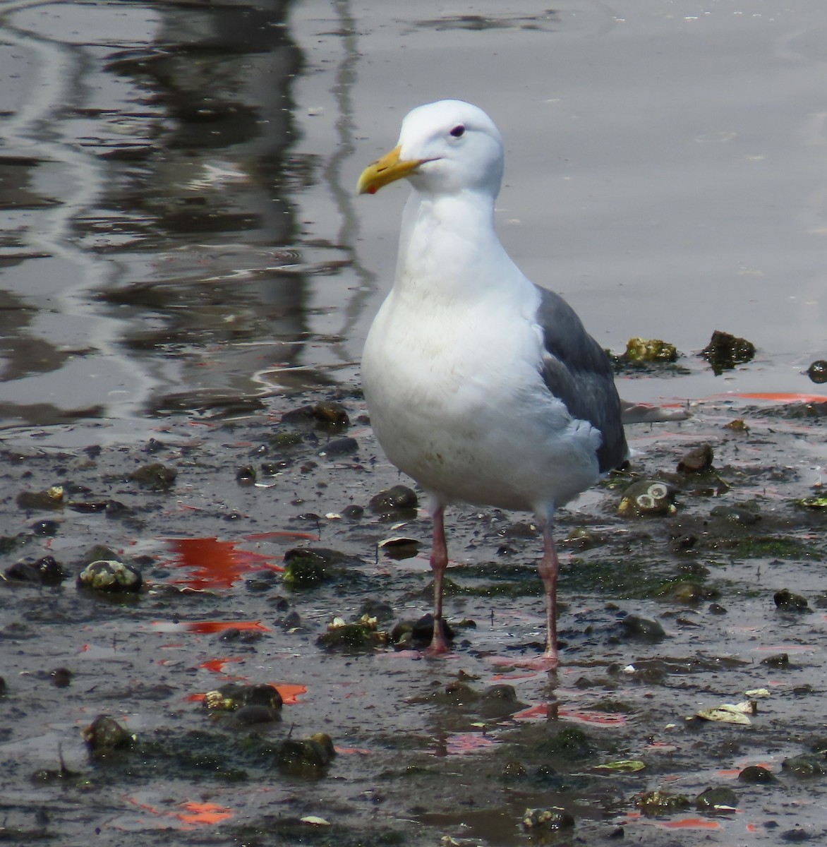 Glaucous-winged Gull - ML620276702