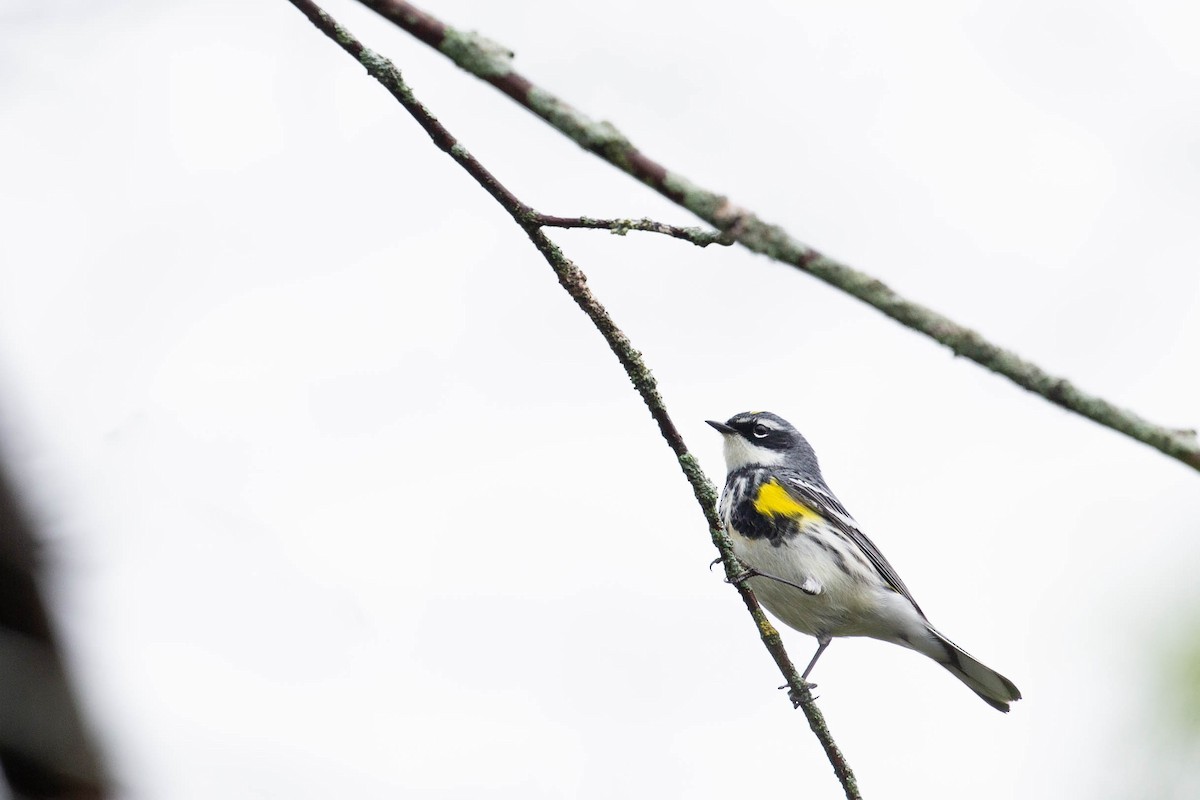 Yellow-rumped Warbler - ML620276703