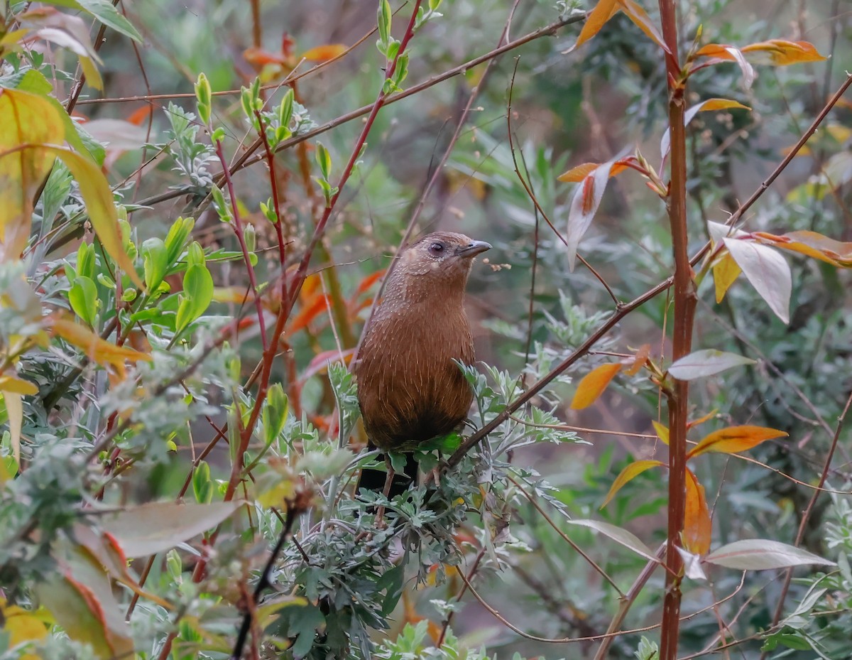 Bhutan Laughingthrush - Peter Crosson