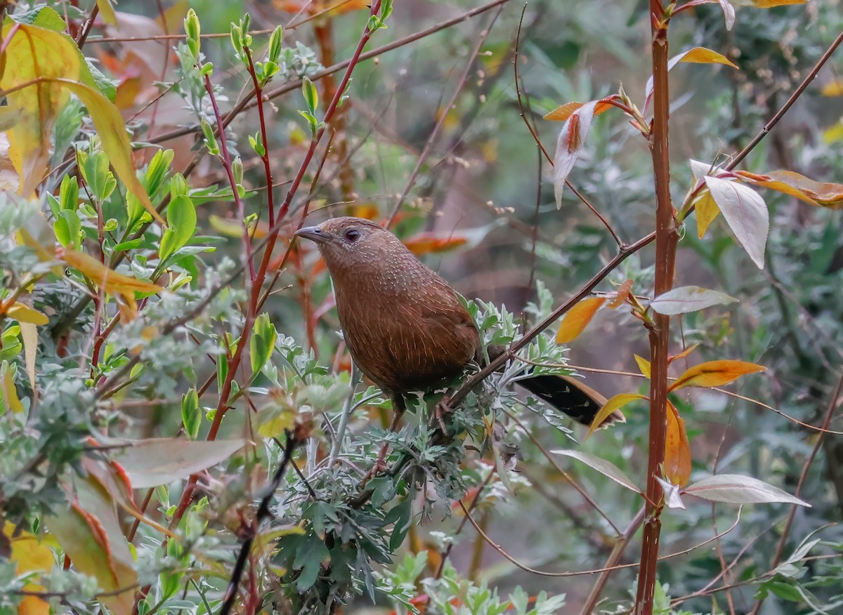 Bhutan Laughingthrush - ML620276716