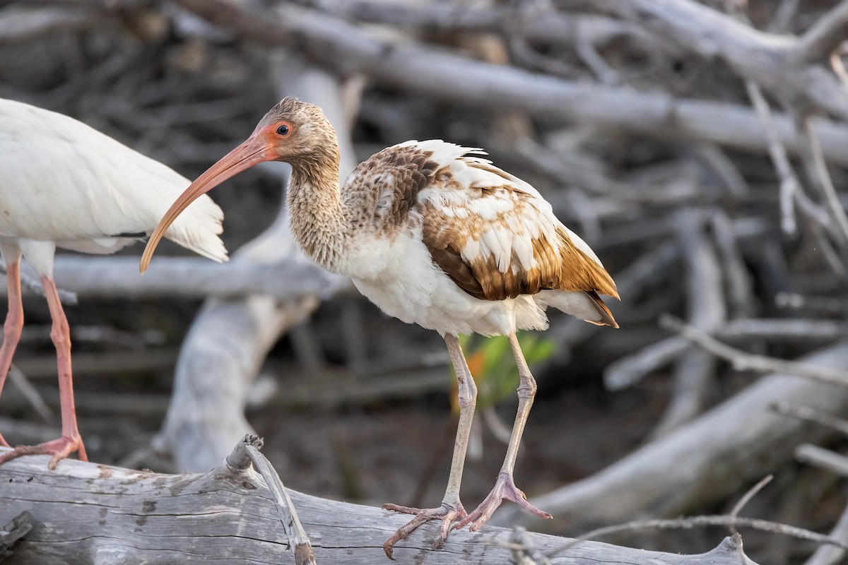 White Ibis - ML620276718