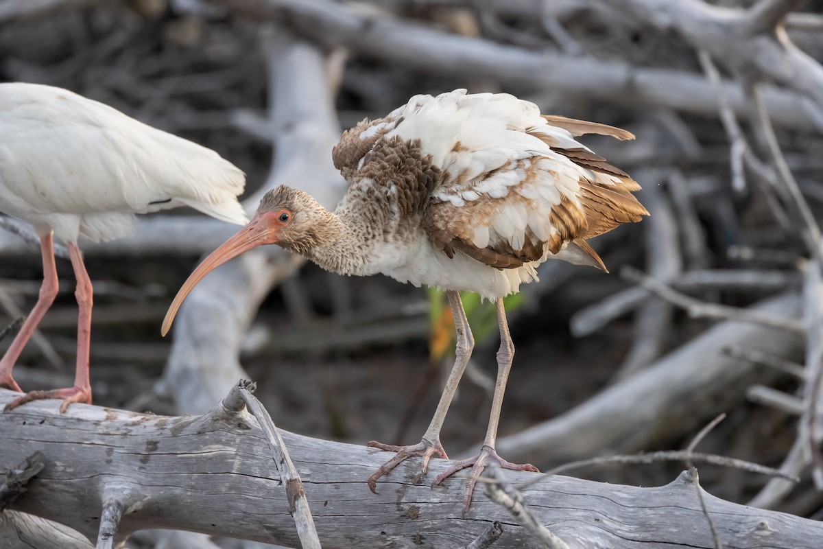 ibis bílý - ML620276719