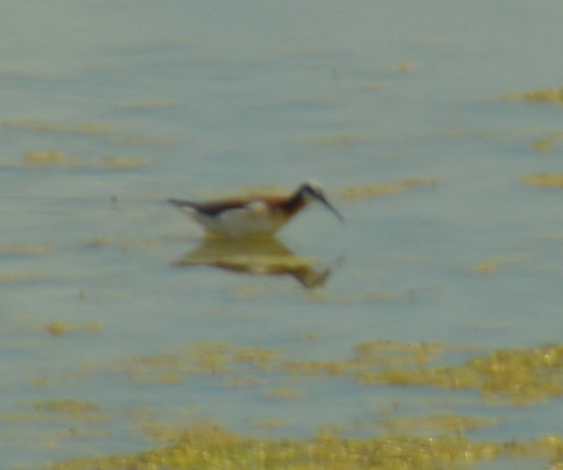 Wilson's Phalarope - ML620276720