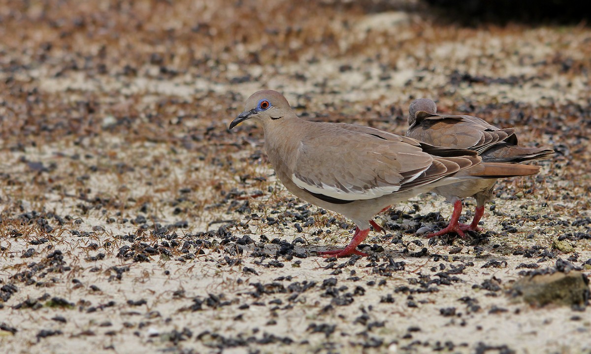 White-winged Dove - Adrián Braidotti