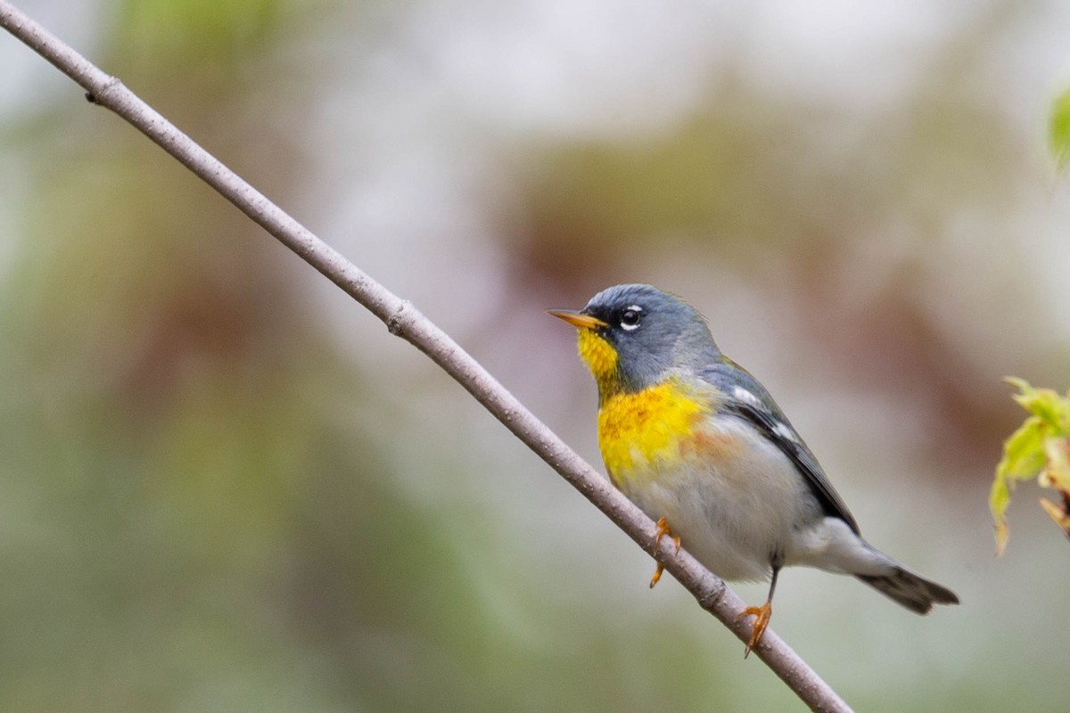 Northern Parula - ML620276730