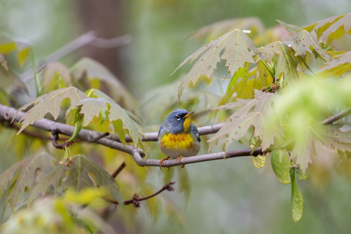 Northern Parula - ML620276732