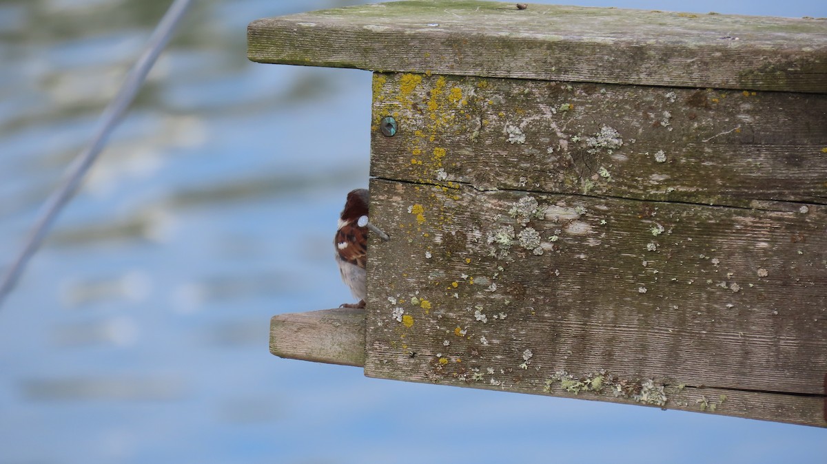 House Sparrow - ML620276741