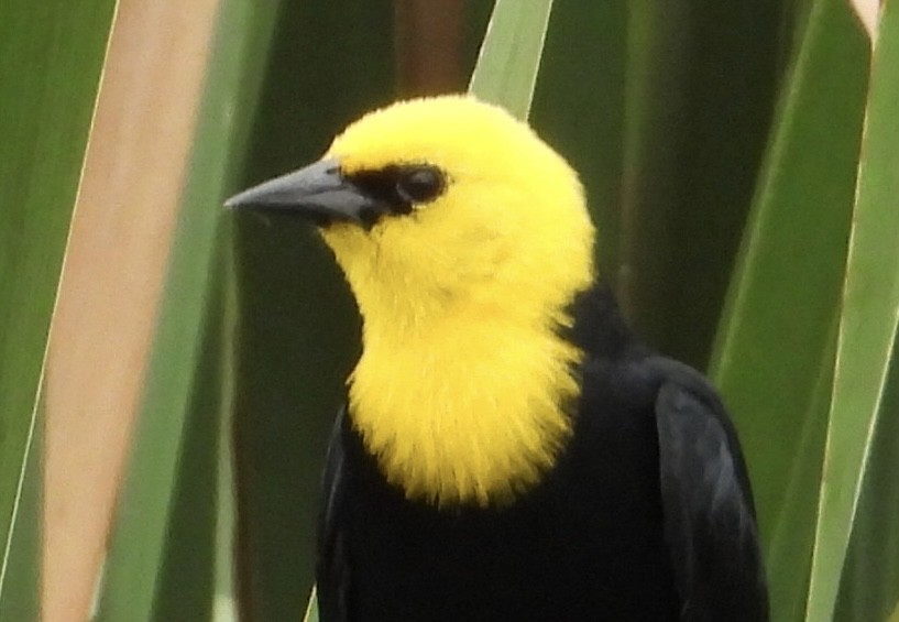 Yellow-hooded Blackbird - ML620276742