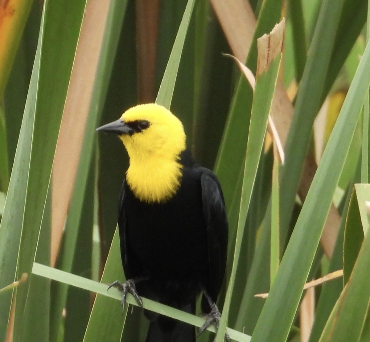 Yellow-hooded Blackbird - ML620276743