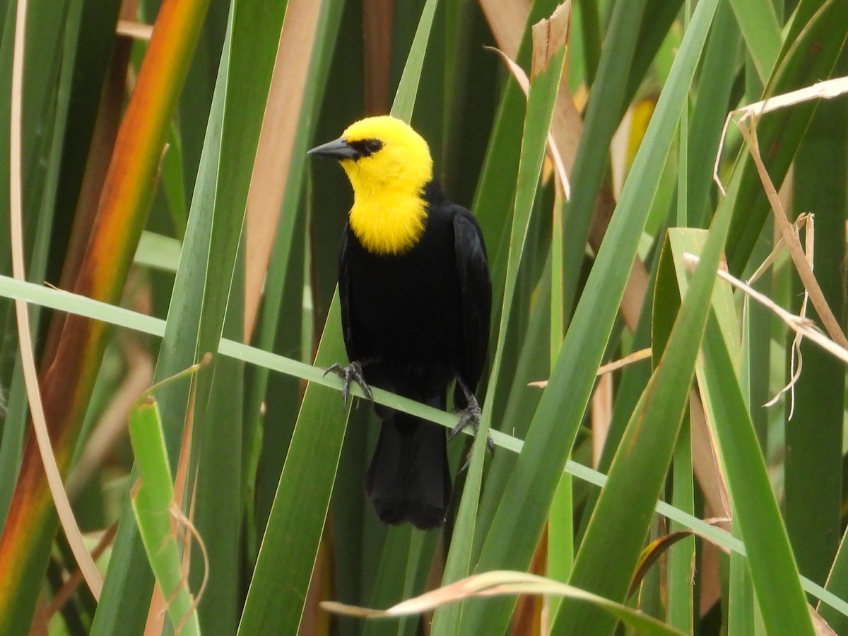 Yellow-hooded Blackbird - ML620276744