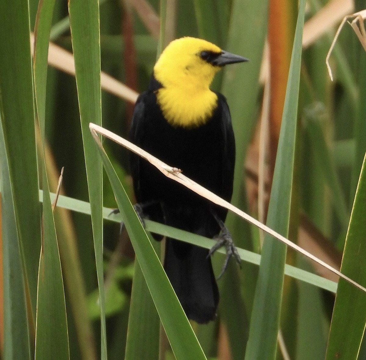Yellow-hooded Blackbird - ML620276745