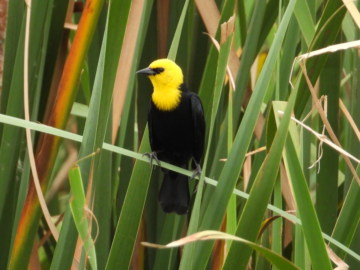 Yellow-hooded Blackbird - ML620276746