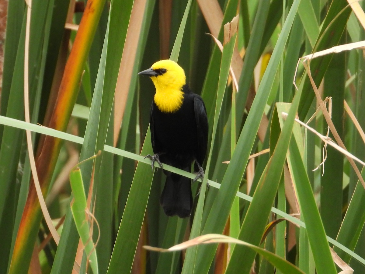 Yellow-hooded Blackbird - ML620276747