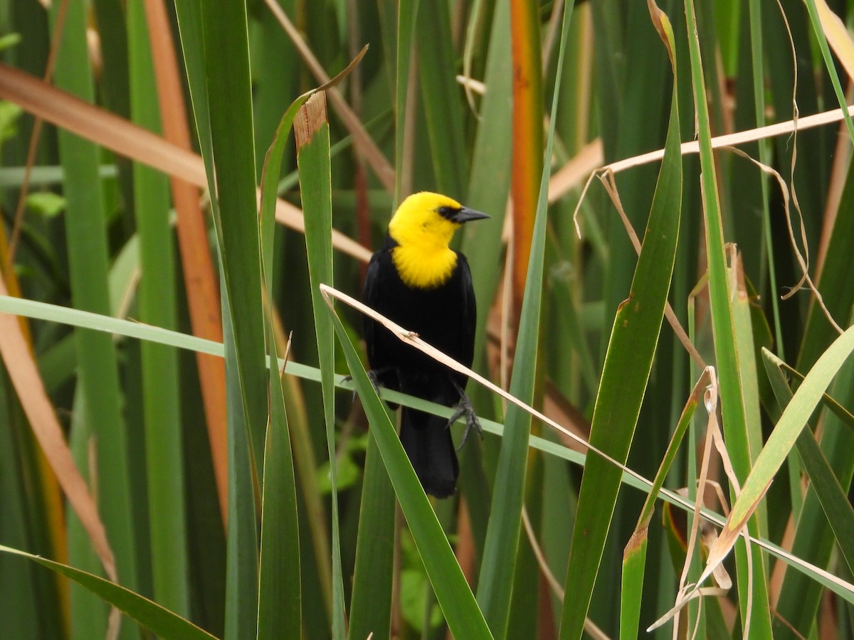 Yellow-hooded Blackbird - ML620276748