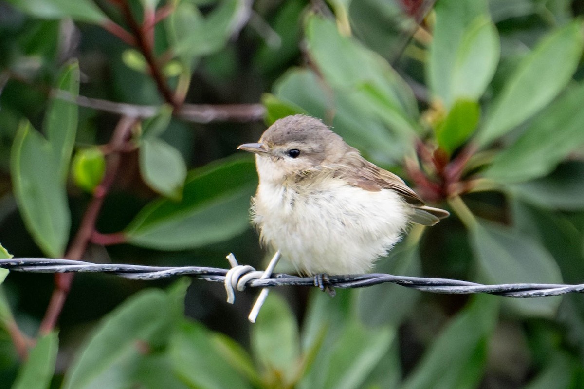 Warbling Vireo - ML620276749