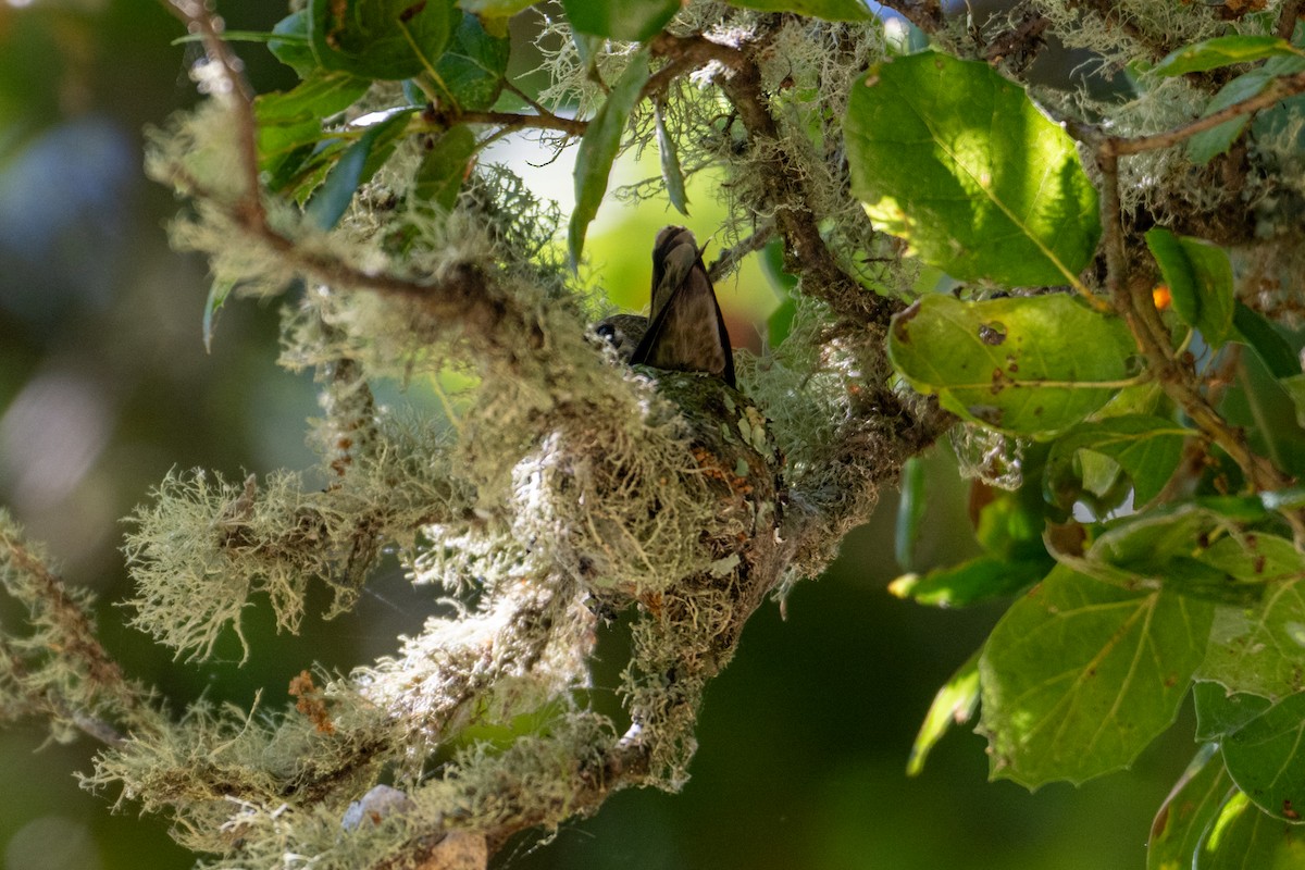 Anna's Hummingbird - ML620276752