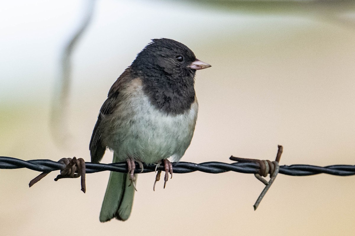 Junco ardoisé - ML620276754