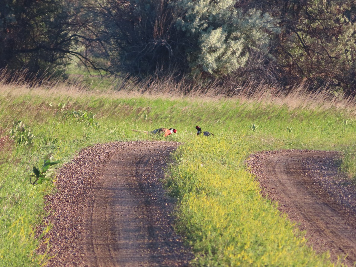 Ring-necked Pheasant - ML620276759