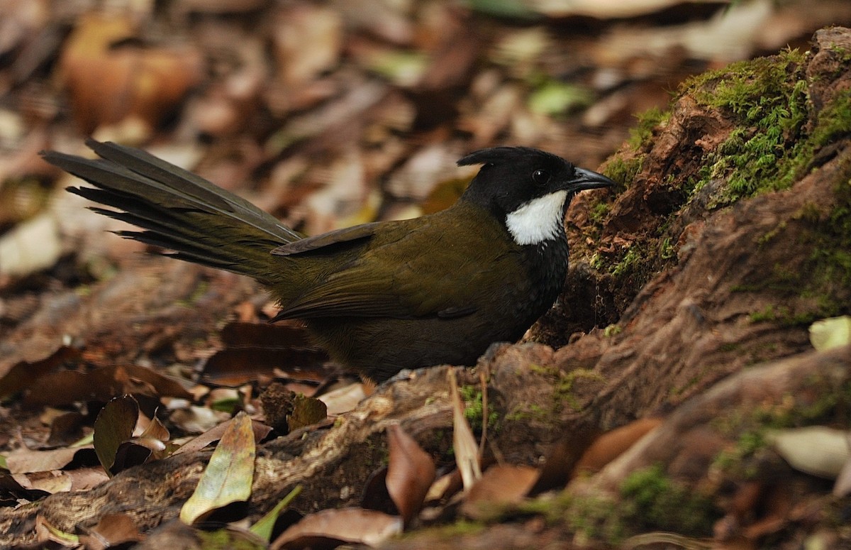 Eastern Whipbird - ML620276760