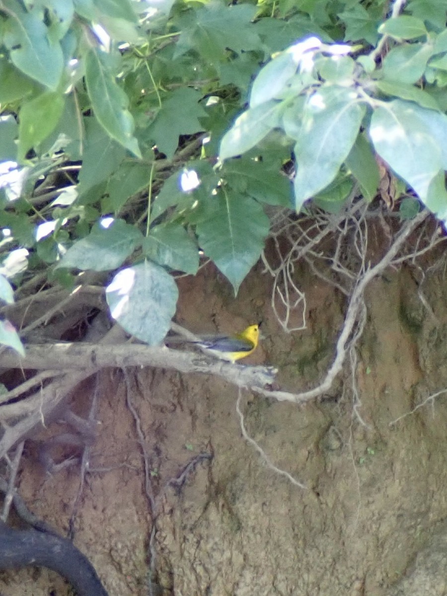 Prothonotary Warbler - ML620276762