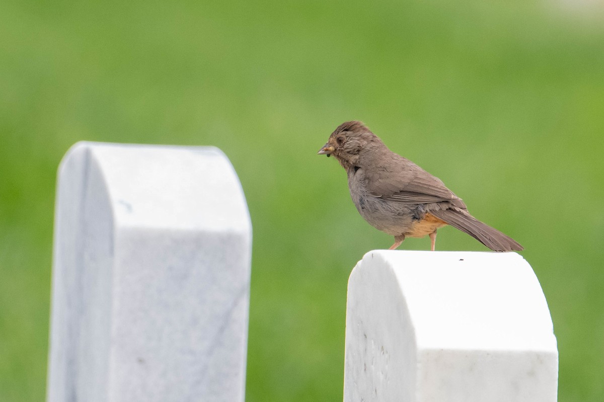 California Towhee - Nancy Christensen