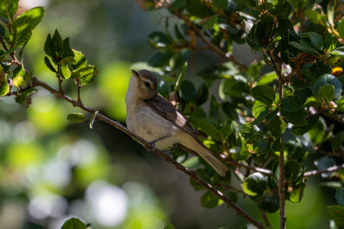 Warbling Vireo - ML620276765