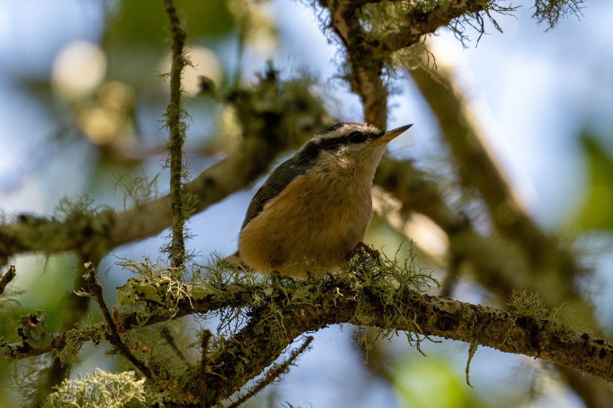 Red-breasted Nuthatch - ML620276770