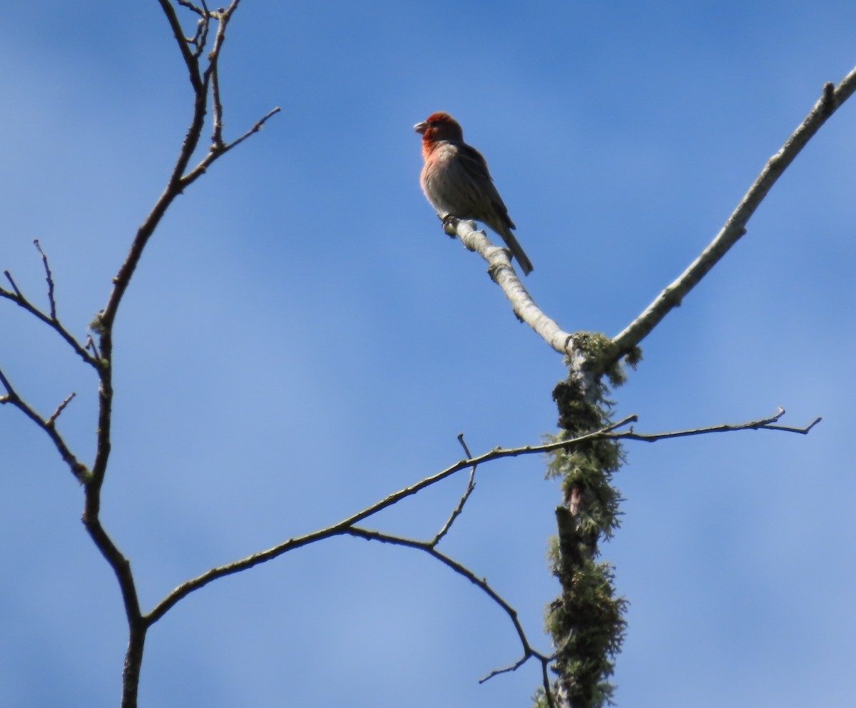 Purple Finch (Western) - ML620276775