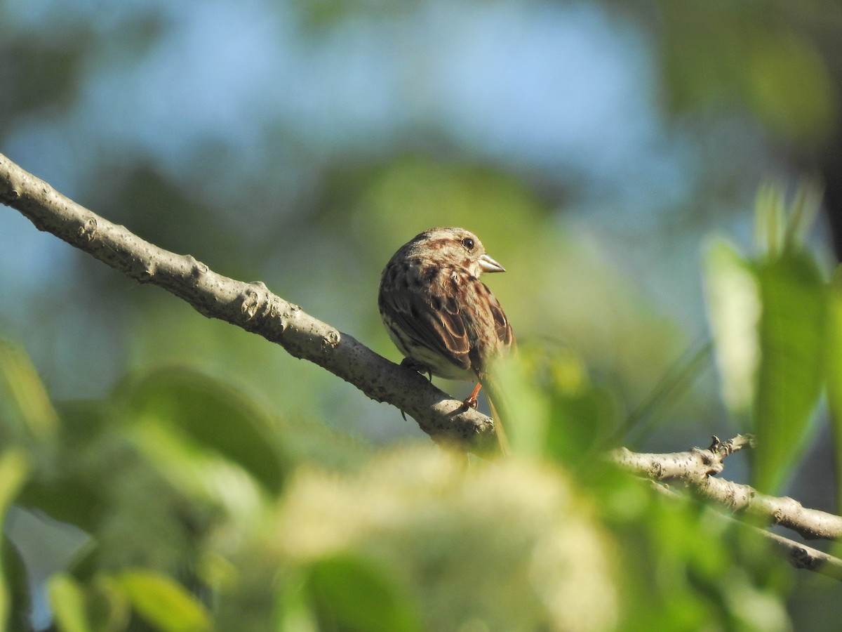 Song Sparrow - ML620276777