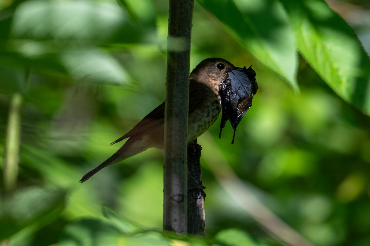 Swainson's Thrush - ML620276780