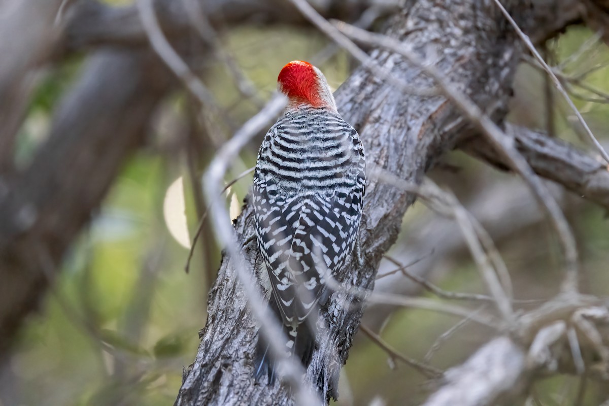 Red-bellied Woodpecker - ML620276788