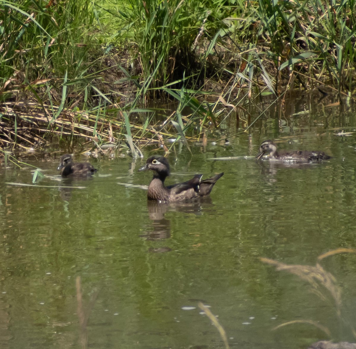 Wood Duck - ML620276801