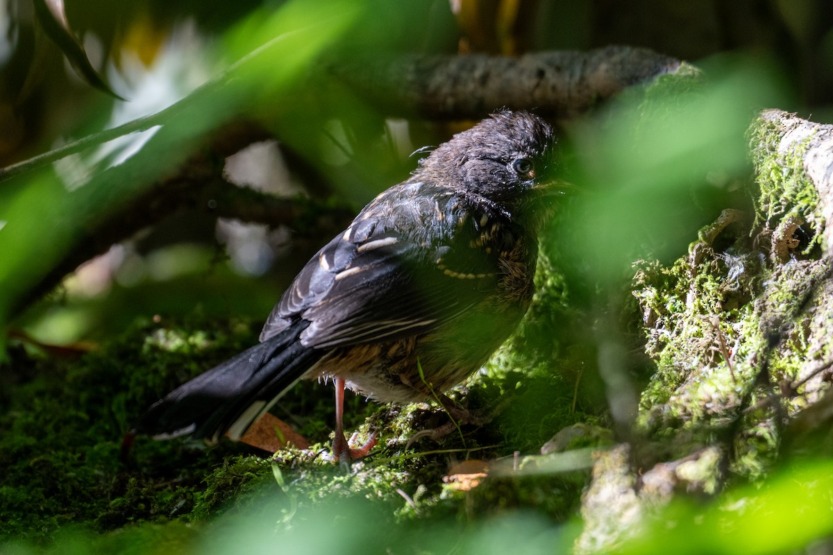 Spotted Towhee - ML620276803