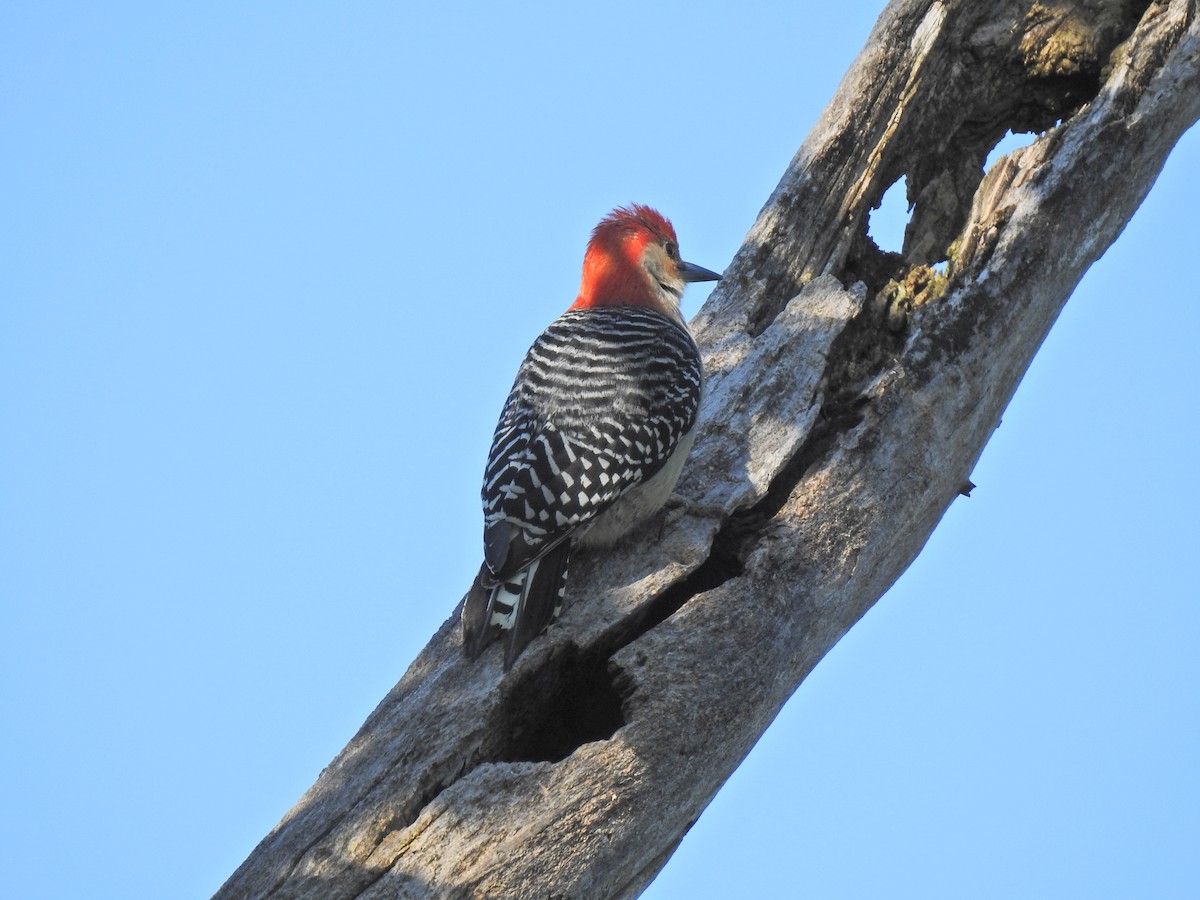 Red-bellied Woodpecker - Zain Sirohey